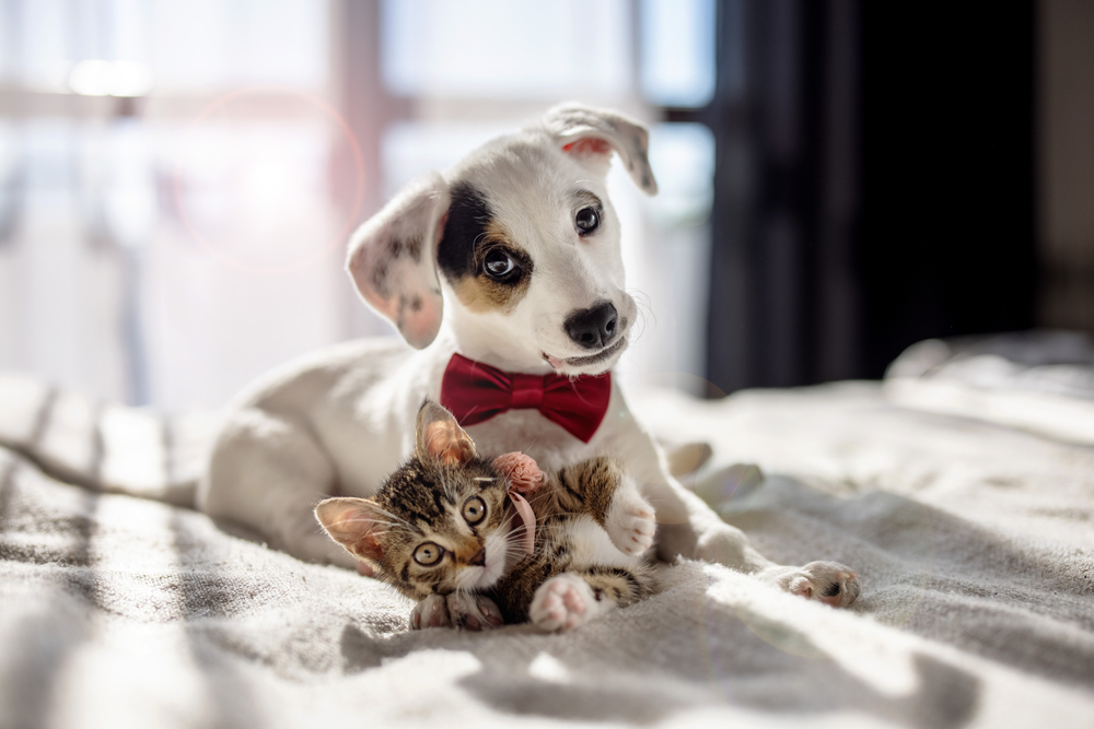 cute puppy dog and kitten sitting on America's best oversized mattress The Family Bed.