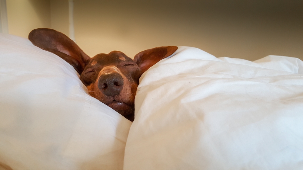 cute-dog-with-big-ears-sleeping-in-bed-under-blankets-on-a-supportive-soft-pillow